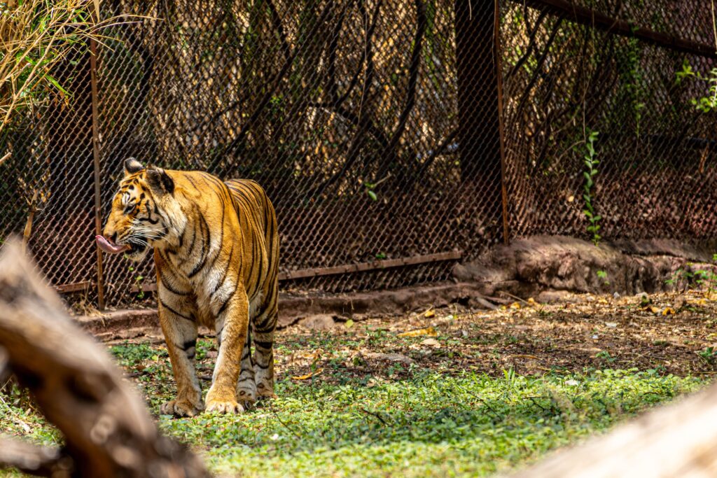 Bengal tiger walking in a fenced zoo enclosure with greenery.